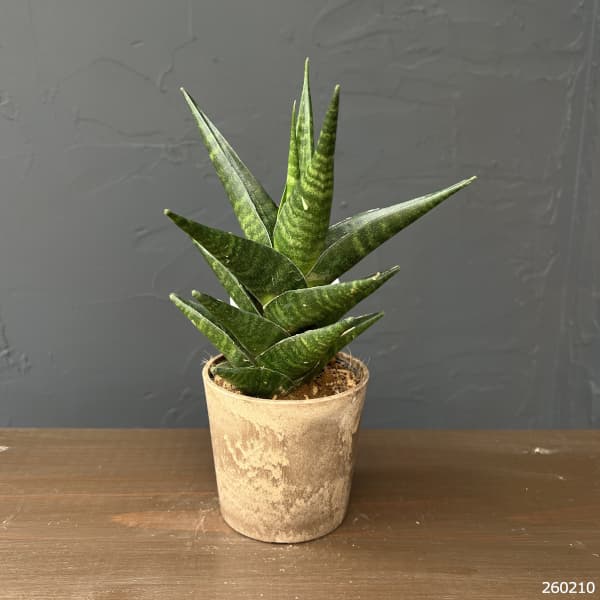 サンセベリア：インドツー　3号エコポット植え