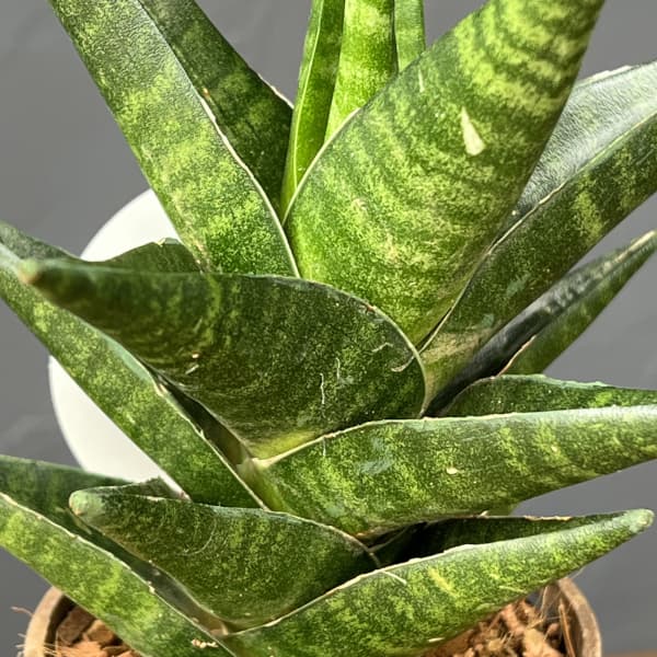 サンセベリア：インドツー　3号エコポット植え