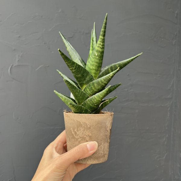 サンセベリア：インドツー　3号エコポット植え