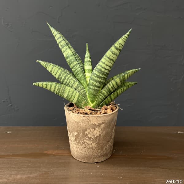 サンセベリア：インディ　3号エコポット植え