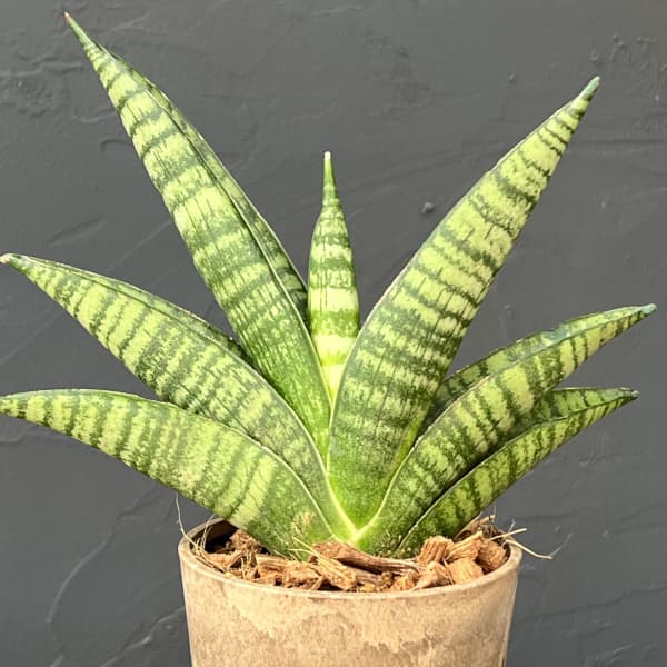 サンセベリア：インディ　3号エコポット植え