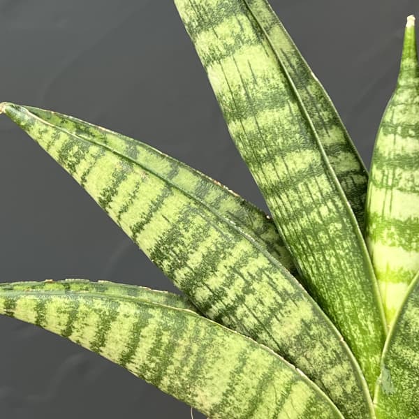 サンセベリア：インディ　3号エコポット植え