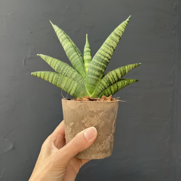 サンセベリア：インディ　3号エコポット植え