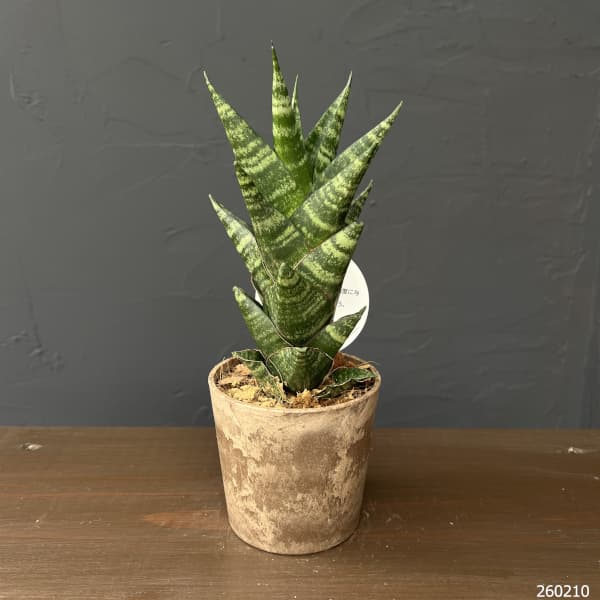 サンセベリア：タイハイブリット　3号エコポット植え