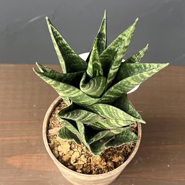 サンセベリア：タイハイブリット　3号エコポット植え