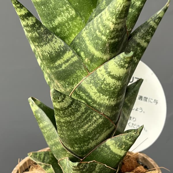 サンセベリア：タイハイブリット　3号エコポット植え