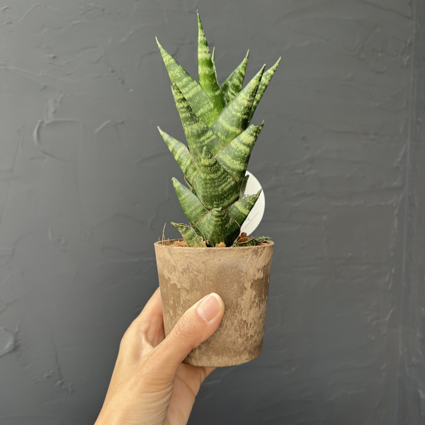 サンセベリア：タイハイブリット　3号エコポット植え