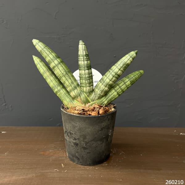 サンセベリア：ボンセレンシス　3号エコポット植え