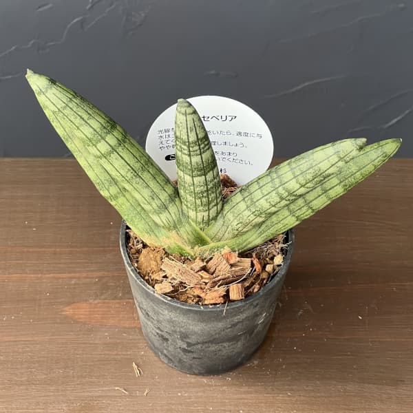 サンセベリア：ボンセレンシス　3号エコポット植え