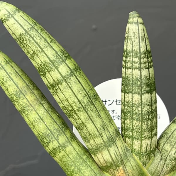 サンセベリア：ボンセレンシス　3号エコポット植え