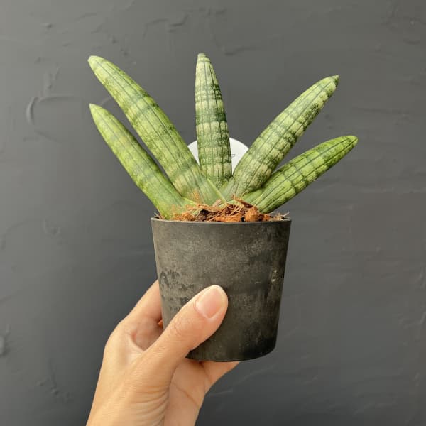 サンセベリア：ボンセレンシス　3号エコポット植え