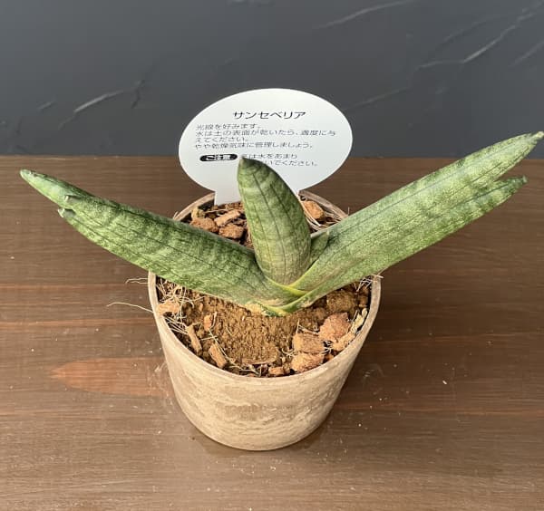 サンセベリア：ブラックボンセレンシス　3号エコポット植え