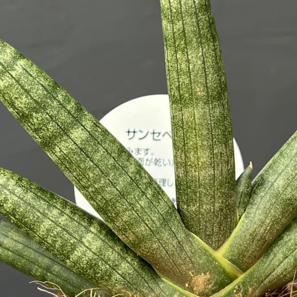 サンセベリア：ブラックボンセレンシス　3号エコポット植え