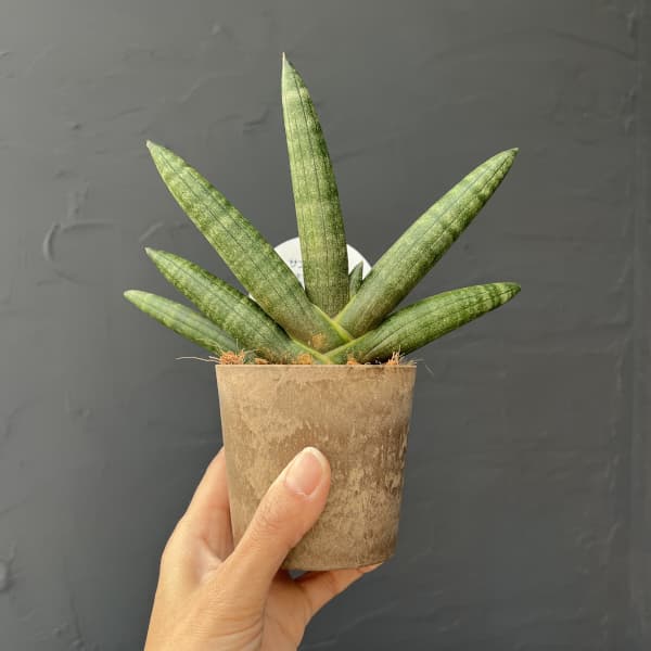 サンセベリア：ブラックボンセレンシス　3号エコポット植え