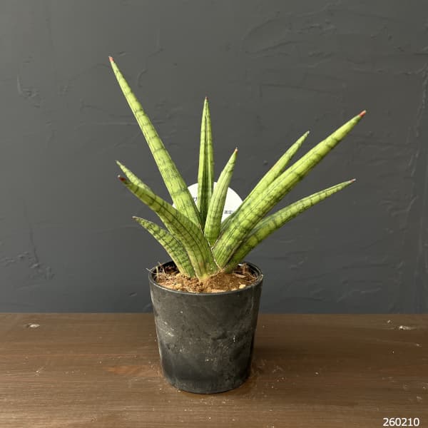 サンセベリア：ボブ　3号エコポット植え