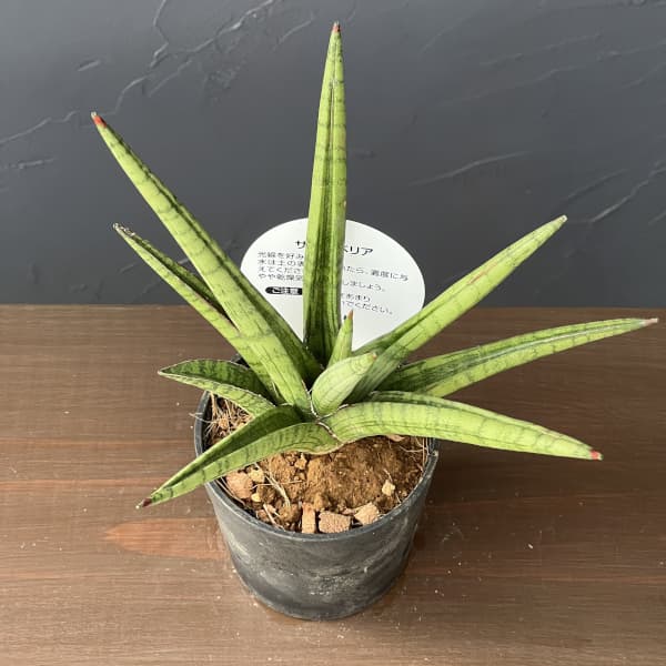 サンセベリア：ボブ　3号エコポット植え