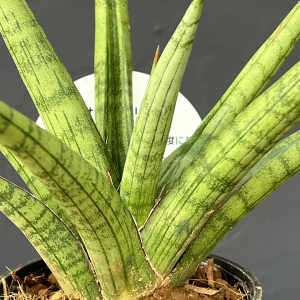 サンセベリア：ボブ　3号エコポット植え