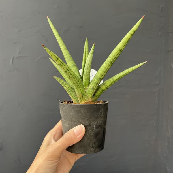 サンセベリア：ボブ　3号エコポット植え