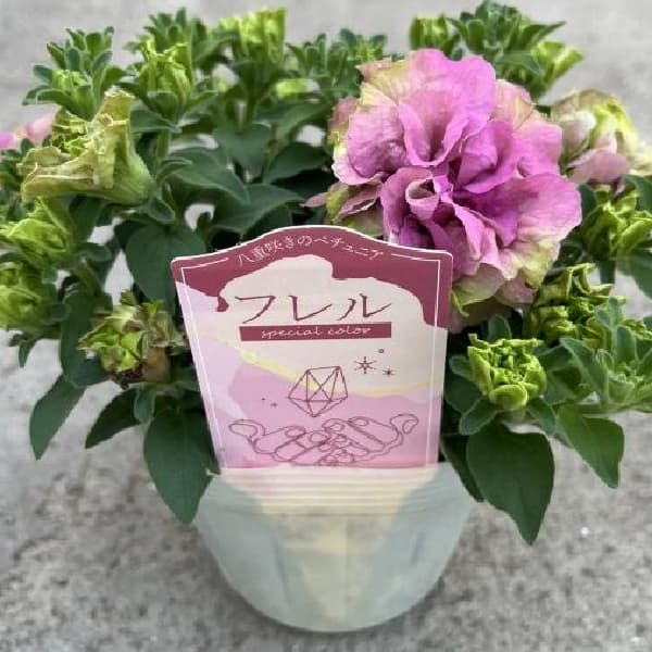 [26年4月上旬予約]ペチュニア：フレルSPカラー　ロゼグリーン3.5号ポット