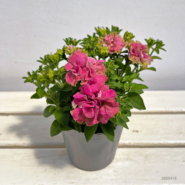 ペチュニア：フレルSPカラー　ロゼグリーン3.5号ポット