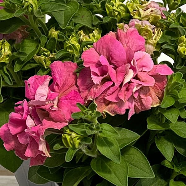 ペチュニア：フレルSPカラー　ロゼグリーン3.5号ポット