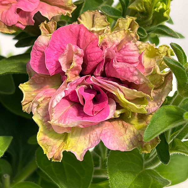 ペチュニア：フレルSPカラー　ロゼグリーン3.5号ポット