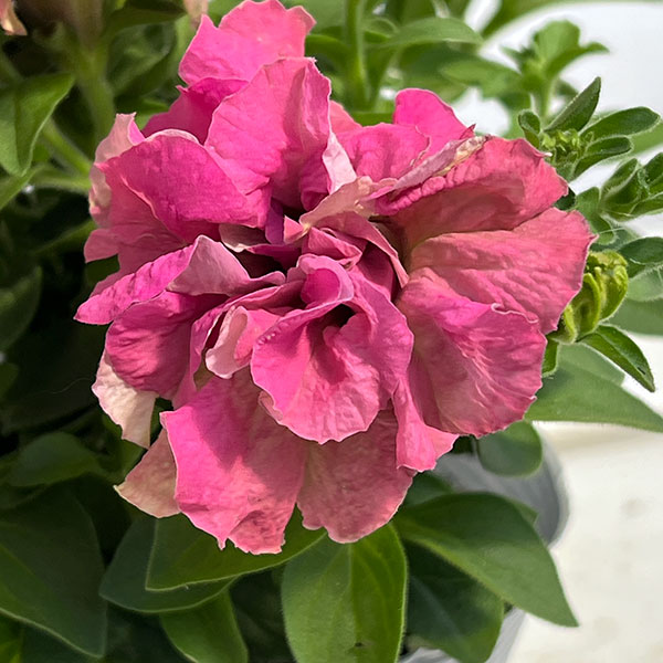 ペチュニア：フレルSPカラー　ロゼグリーン3.5号ポット