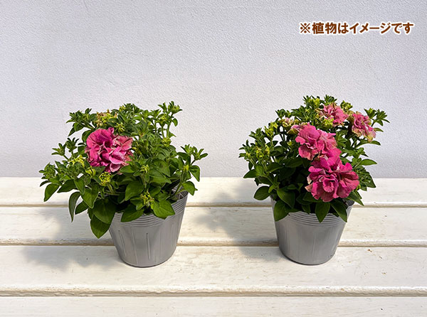 ペチュニア：フレルSPカラー　ロゼグリーン3.5号ポット