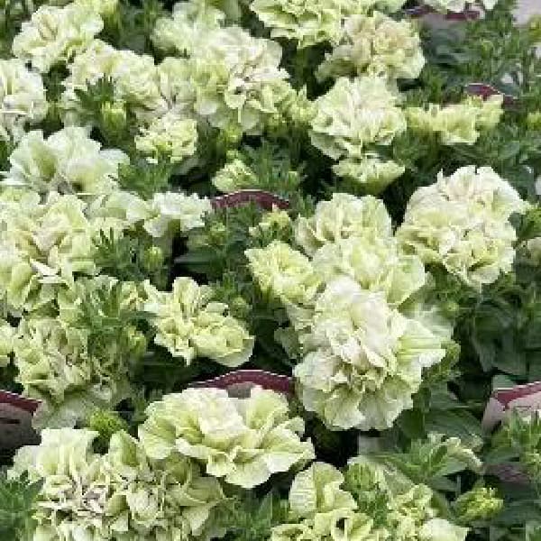 [26年4月上旬予約]ペチュニア：フレルSPカラー　シュー　フルール3.5号ポット