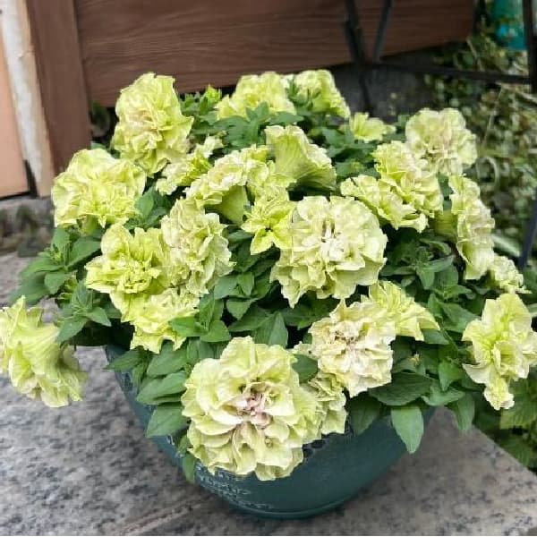 [26年4月上旬予約]ペチュニア：フレルSPカラー　シュー　フルール3.5号ポット