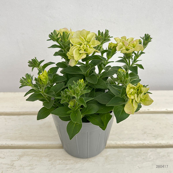 ペチュニア：フレルSPカラー　シュー　フルール3.5号ポット