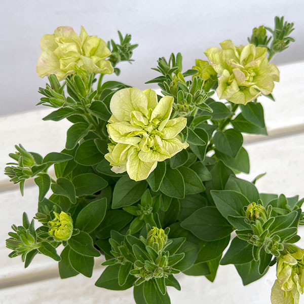 ペチュニア：フレルSPカラー　シュー　フルール3.5号ポット