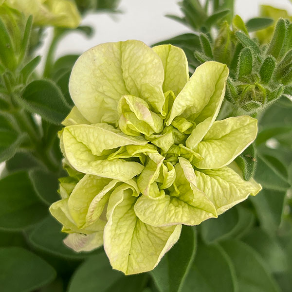 ペチュニア：フレルSPカラー　シュー　フルール3.5号ポット