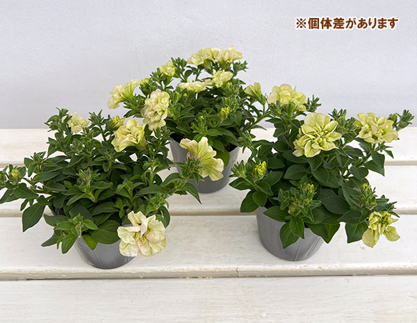 ペチュニア：フレルSPカラー　シュー　フルール3.5号ポット