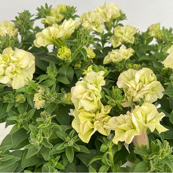 ペチュニア：フレルSPカラー　シュー　フルール3.5号ポット