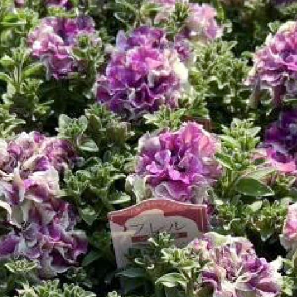 [26年4月上旬予約]ペチュニア：フレルSPカラー　ホワイトタイガー3.5号ポット