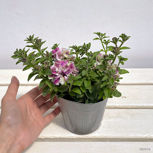 ペチュニア：フレルSPカラー　ホワイトタイガー3.5号ポット