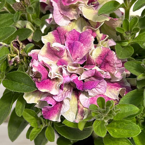 ペチュニア：フレルSPカラー　ホワイトタイガー3.5号ポット