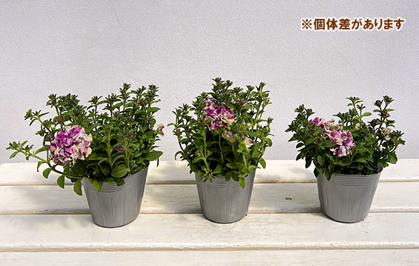 ペチュニア：フレルSPカラー　ホワイトタイガー3.5号ポット
