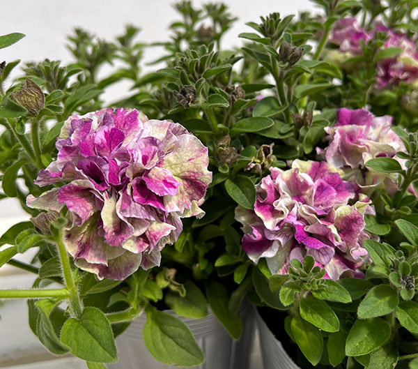 ペチュニア：フレルSPカラー　ホワイトタイガー3.5号ポット