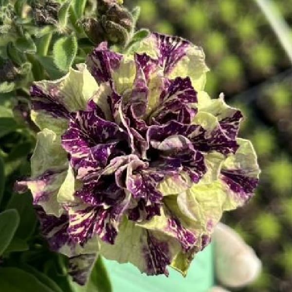 ペチュニア：フレルSPカラー　エボリューションミックス3.5号ポット