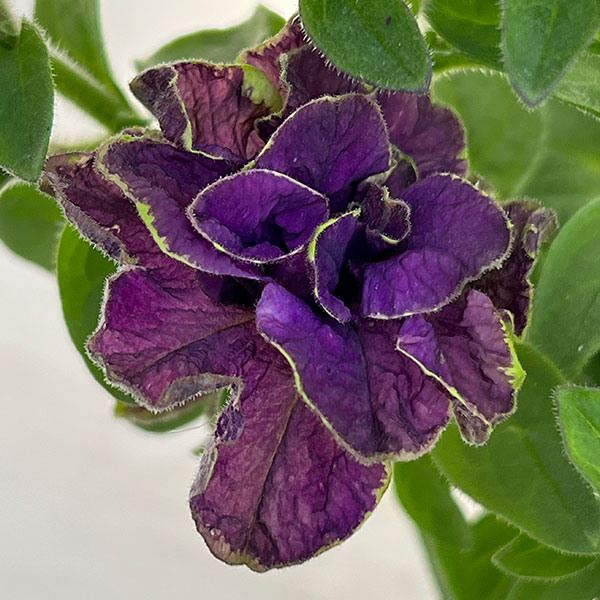 ペチュニア：フレルSPカラー　エボリューションミックス3.5号ポット