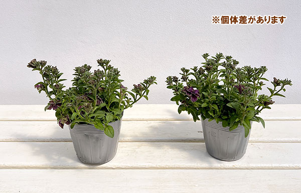 ペチュニア：フレルSPカラー　エボリューションミックス3.5号ポット