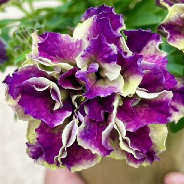 ペチュニア：フレルSPカラー　エボリューションミックス3.5号ポット