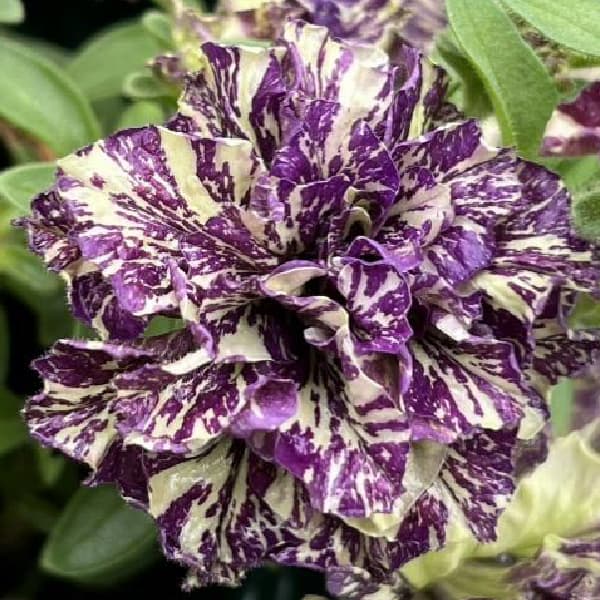 ペチュニア：フレルSPカラー　エボリューションミックス3.5号ポット