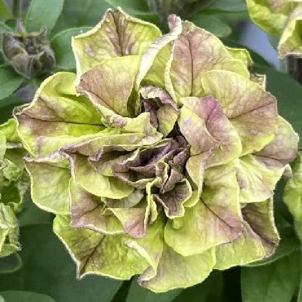 ペチュニア：フレルSPカラー　エボリューションミックス3.5号ポット