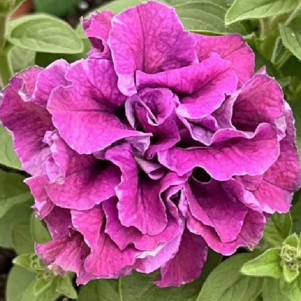 ペチュニア：フレルSPカラー　エボリューションミックス3.5号ポット