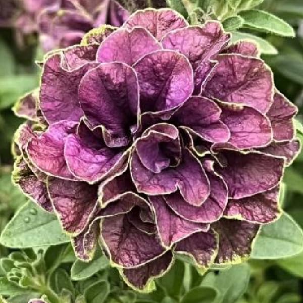 ペチュニア：フレルSPカラー　エボリューションミックス3.5号ポット