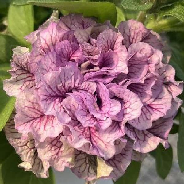 ペチュニア：フレルSPカラー　エボリューションミックス3.5号ポット