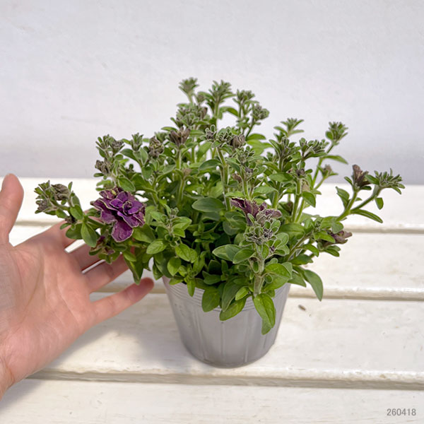 ペチュニア：フレルSPカラー　エボリューションミックス3.5号ポット